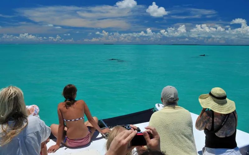 Dolphin Watching and Snorkeling Eco Cruise Tour — boat tours and day cruises from Key West, USA