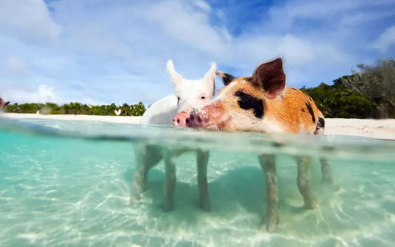 3 Islands Tour, Snorkel, Pig Beach, Turtles & Lunch — boat tours and day cruises from Nassau, Bahamas