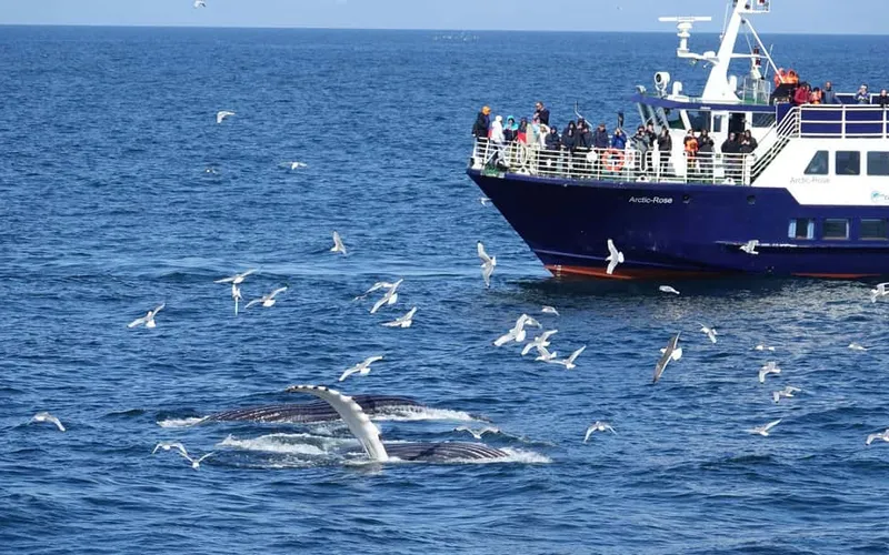 Reykjavík: Whale Watching and Marine Life Cruise — boat tours and day cruises from Reykjavik, Iceland