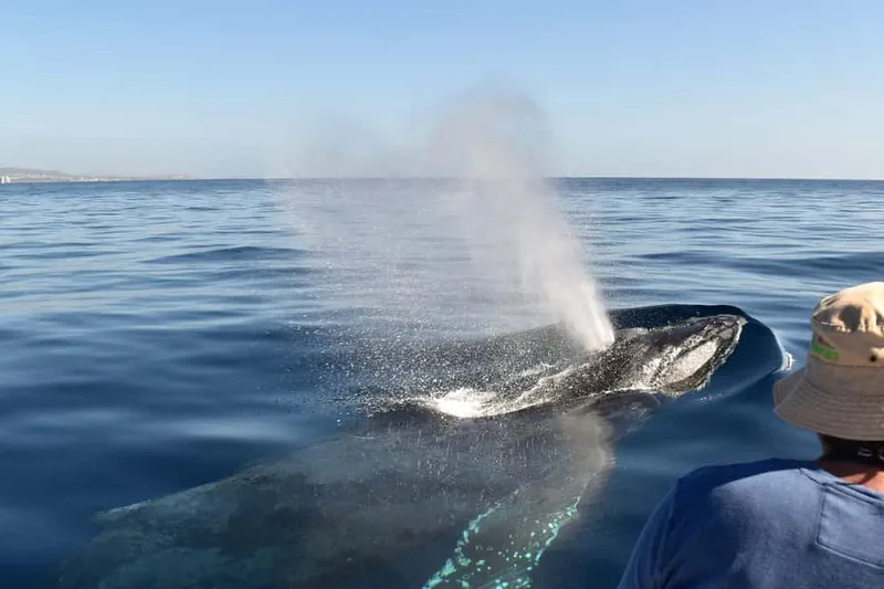 Cabo: Whale-Watching Boat Trip w/ All-Women Crew and Photos — a boat tour from Cabo San Lucas, Mexico