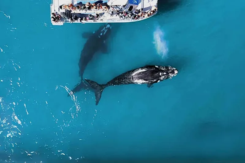 Gansbaai: Marine Big 5 Boat tour — a boat tour from Cape Town, South Africa