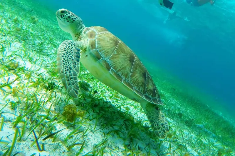 From Cozumel: Starfish, Stingrays & Turtle Bay Snorkeling — a boat tour from Cozumel, Mexico