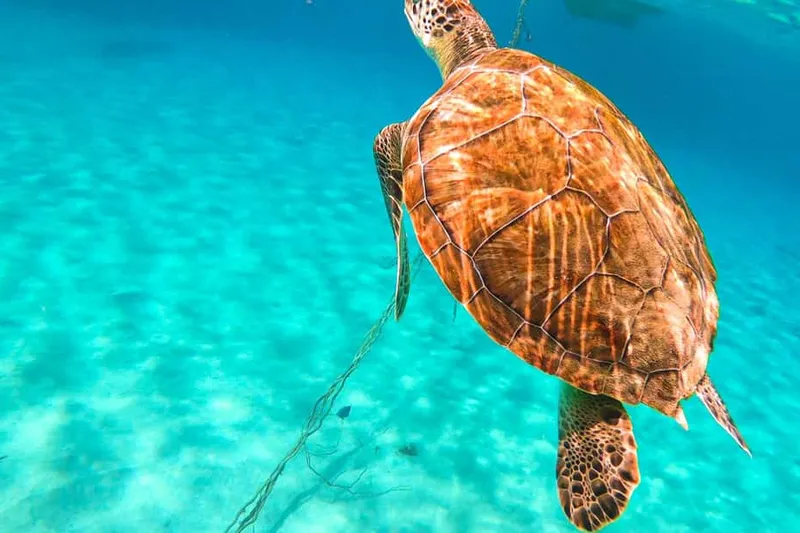 Curaçao: Turtle Bay & Blue Room Boat Tour with Snorkeling — a boat tour from Curacao, Curaçao