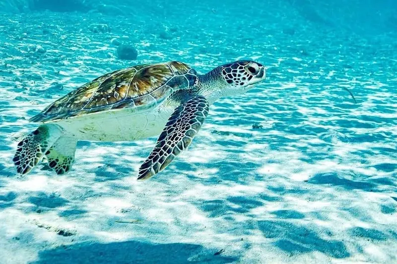 Curaçao: Snorkel with Turtles & Kenepa Grandi Beach — a boat tour from Curacao, Curaçao