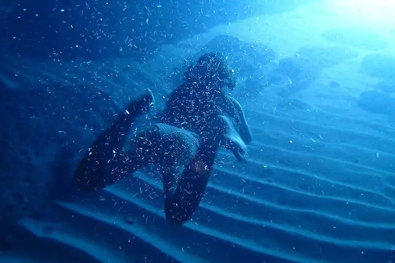 Small-Group Blue Cave Boat Tour with Swimming & Free Drinks — a boat tour from Dubrovnik, Croatia