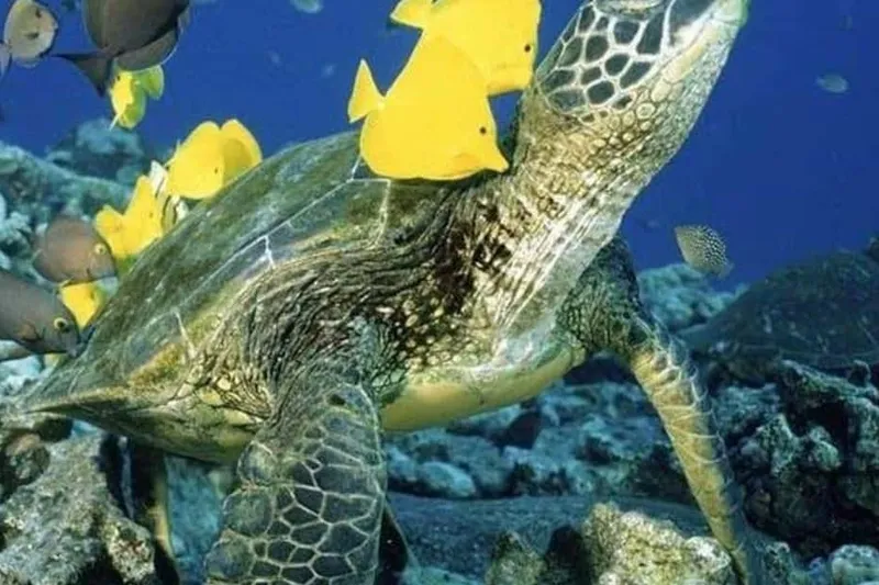 Waikiki Beach: Turtle Snorkeling and Sailing on Hāwea — a boat tour from Honolulu, USA