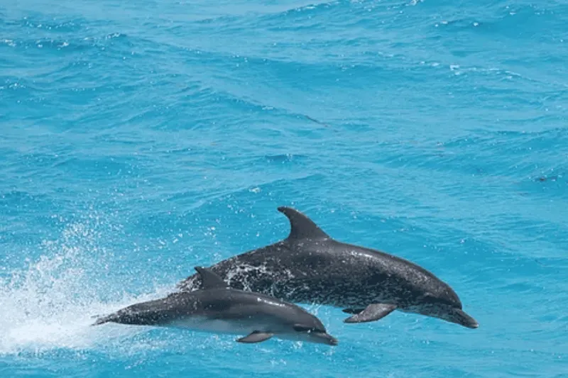 Captain's Choice: Dolphin Watch Sunset Sail — a boat tour from Key West, USA