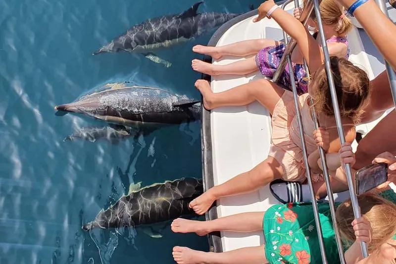From Lagos: Family way - Dolphin Watching Catamaran Cruise — a boat tour from Lagos, Portugal
