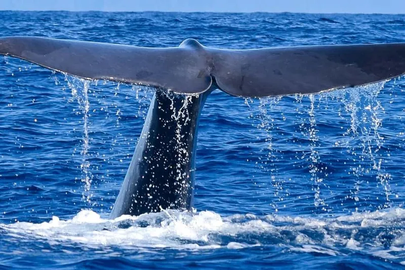 Responsible Whale and/or Dolphin Watching Tour — a boat tour from Madeira, Portugal