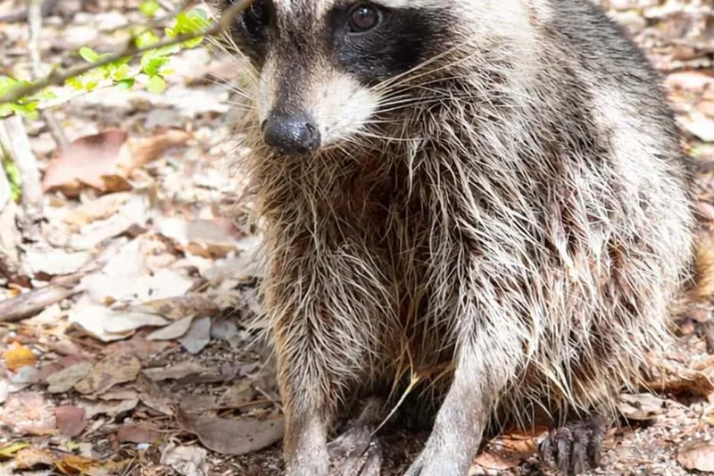 Raccoon Island Adventure: Wildlife, Island Walk & Floats — a boat tour from Miami, USA