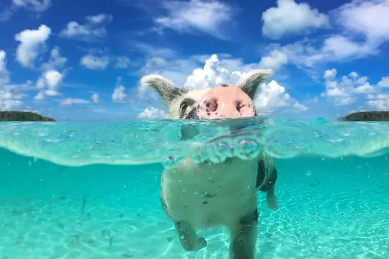 Rose 3-Island Tour with Snorkeling and Lunch — a boat tour from Nassau, Bahamas