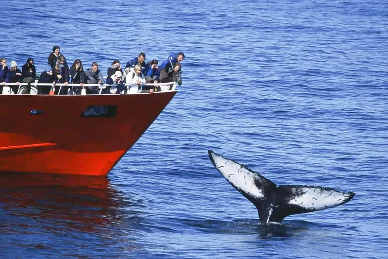 the Original 3-Hour Whale Watching Tour — a boat tour from Reykjavik, Iceland