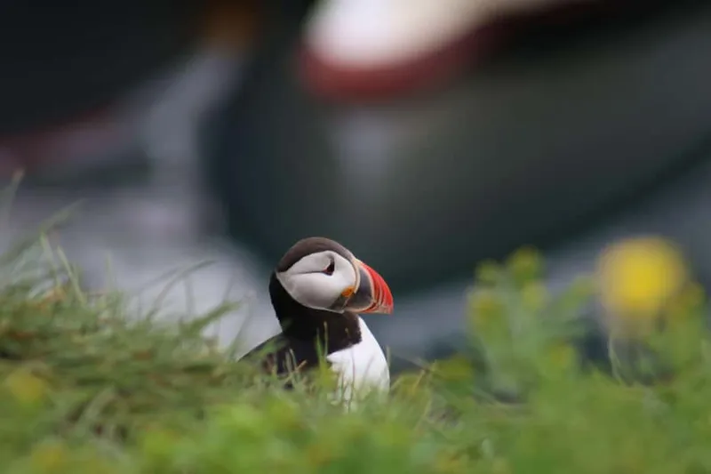 1-Hour Puffin Watching Tour — a boat tour from Reykjavik, Iceland