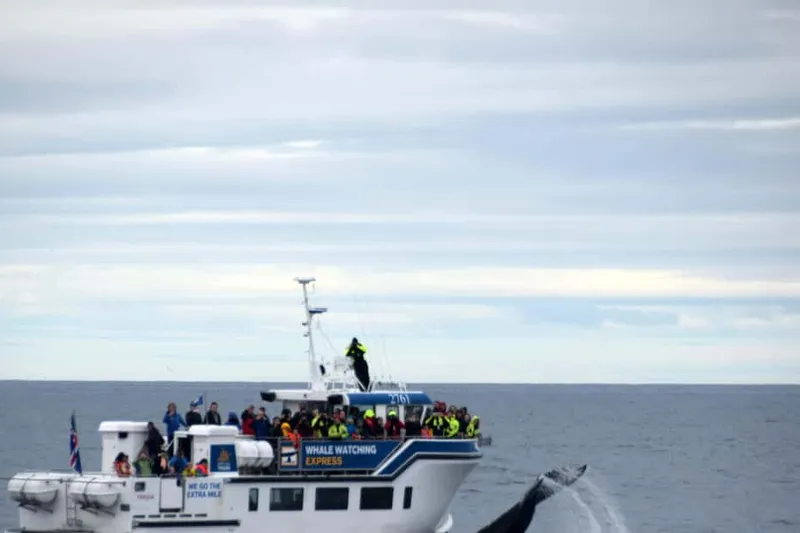 Reykjavík: Express Whale Watching — Faxaflói Bay — a boat tour from Reykjavik, Iceland