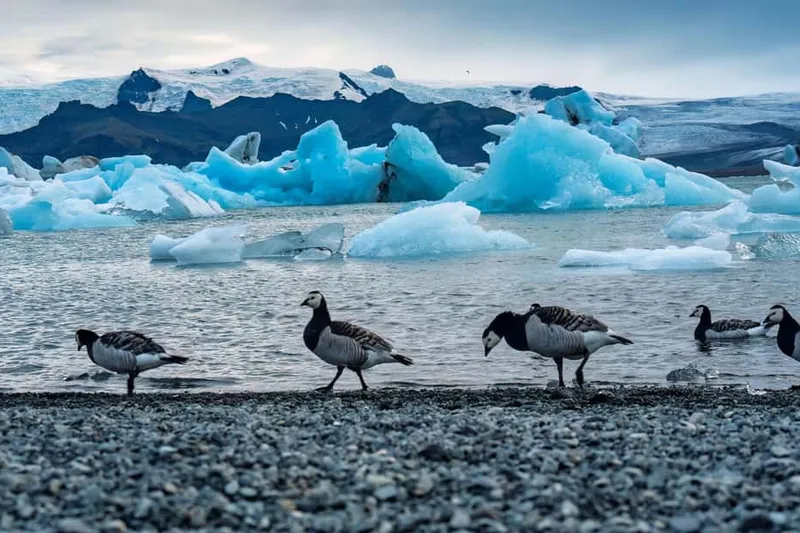 South Coast Glacier Lagoon & Diamond Beach Day Tour in Chinese — a boat tour from Reykjavik, Iceland