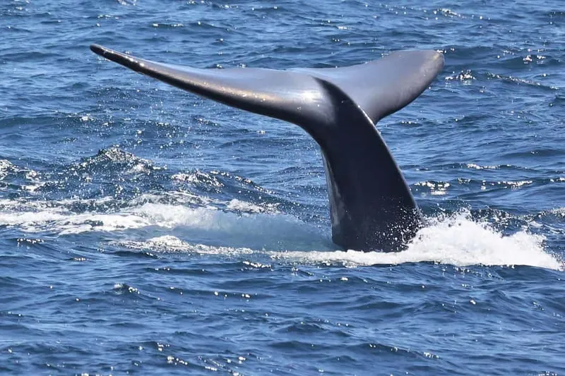Whale Watching & Dolphin Cruise — a boat tour from San Diego, USA