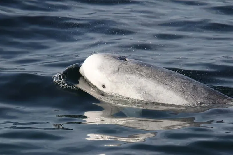 Luxury Year-round Whale Watching & Dolphin Tour — a boat tour from San Diego, USA
