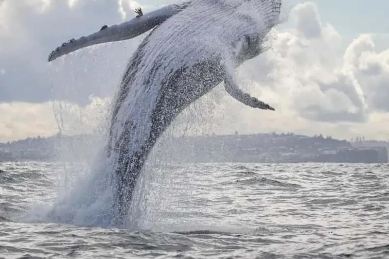 3-Hour Whale Watching Cruise with Tea and Coffee — a boat tour from Sydney, Australia