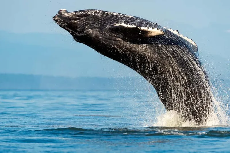 Whale Watching Adventure Cruise — a boat tour from Sydney, Australia