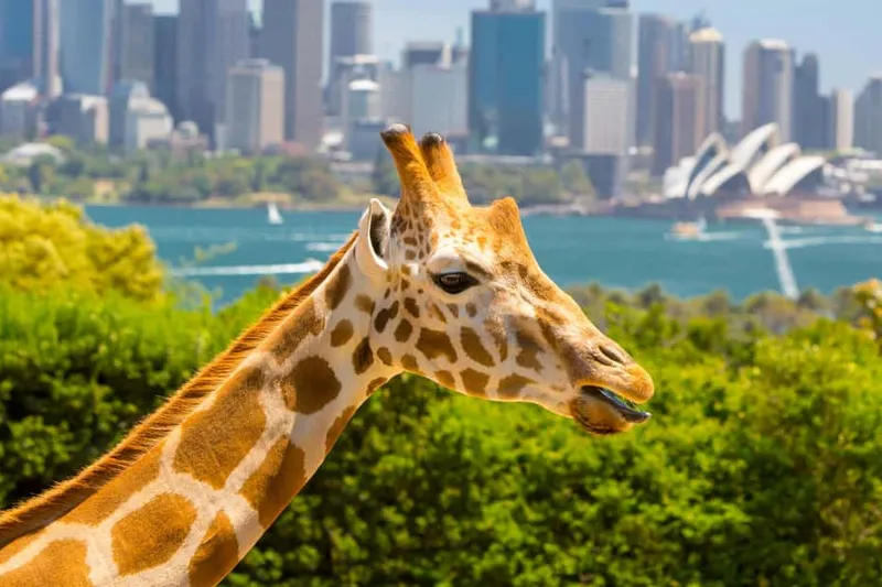 Taronga Zoo Entry & Return Ferry from Circular Quay — a boat tour from Sydney, Australia