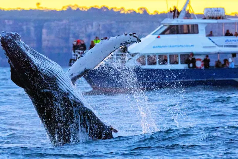 Scenic Whale Watching Cruise - Whales Guaranteed — a boat tour from Sydney, Australia