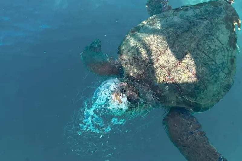 Turtles, Marathonisi & Keri Caves Speedboat Tour — a boat tour from Zakynthos, Greece
