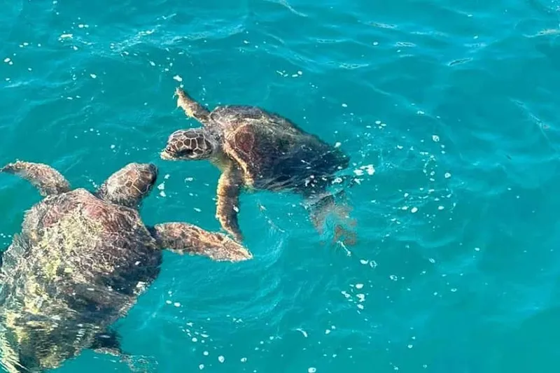 Turtles, Marathonisi, Keri Caves (Glass-Bottom Boat) — a boat tour from Zakynthos, Greece