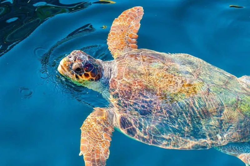 Turtle Island & Keri Caves Glass-Bottom Boat Tour — a boat tour from Zakynthos, Greece